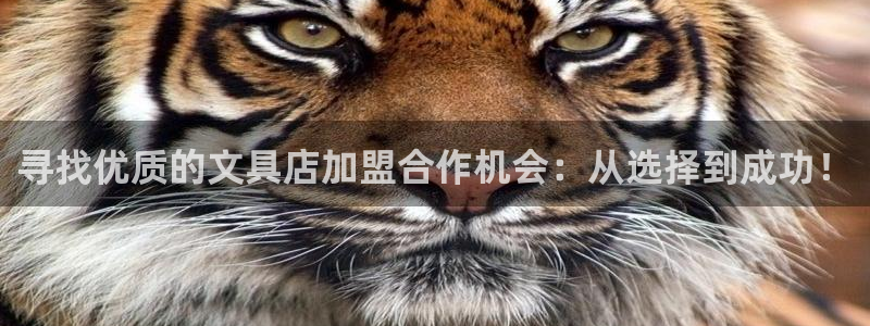 龙八国际玩什么游戏能赢：寻找优质的文具店