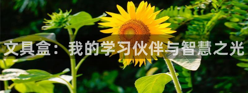 龙八国际官网网址：文具盒：我的学习伙伴与